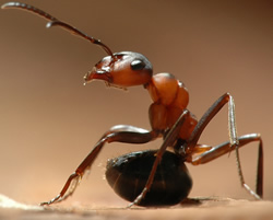 ant info