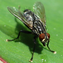 fly control with electronic killers or sprays