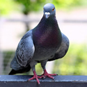 pigeon spikes to control birds