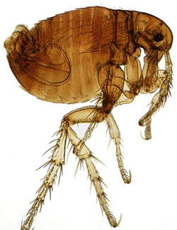 flea control and bedbug control