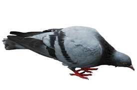 pigeon information