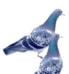 pigeon and bird control